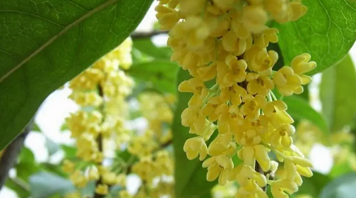 家里种桂花树吉利吗 家里种桂花树有忌讳吗